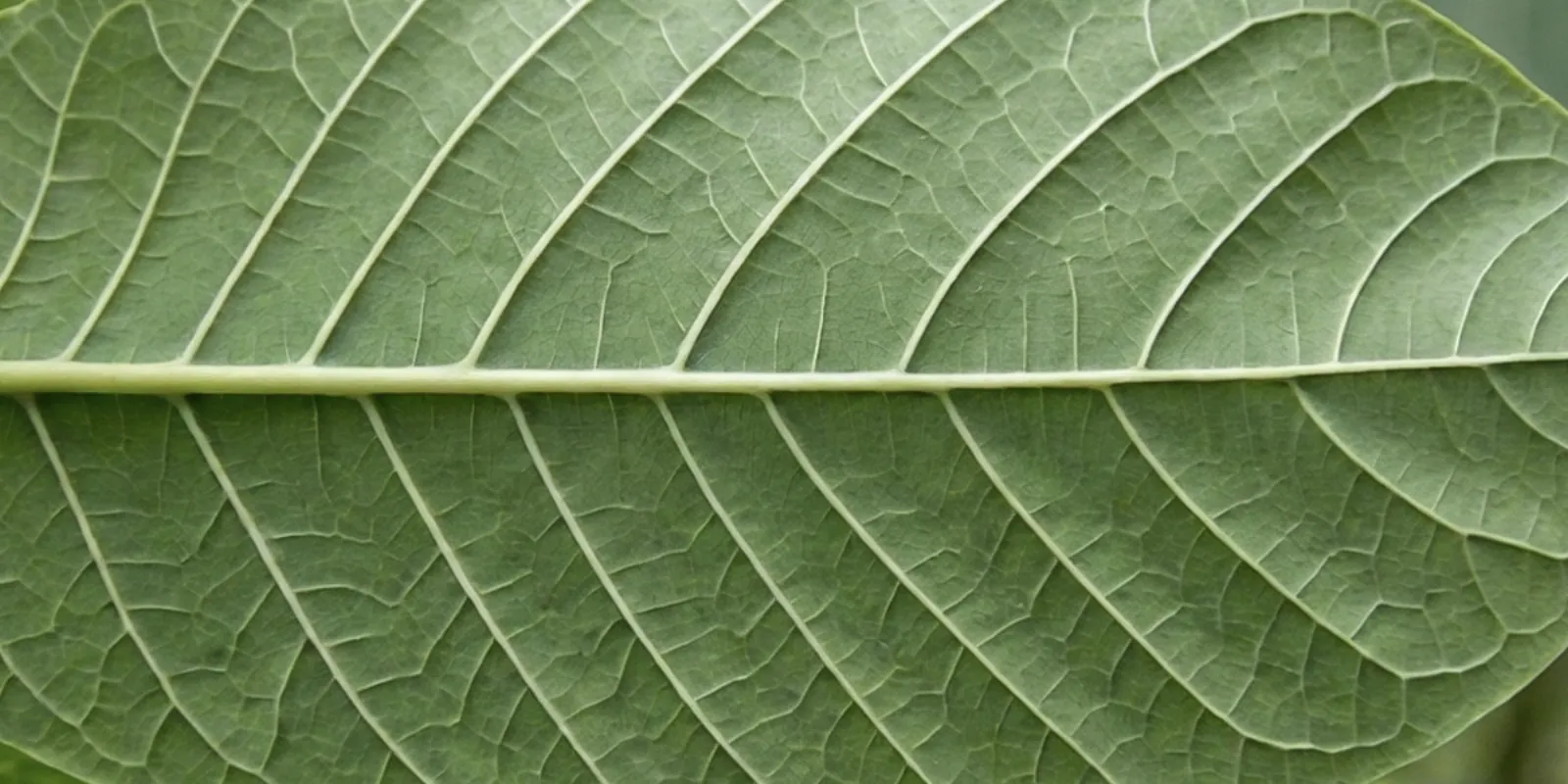 Close-up of a green-vein kratom leaf showing the vein