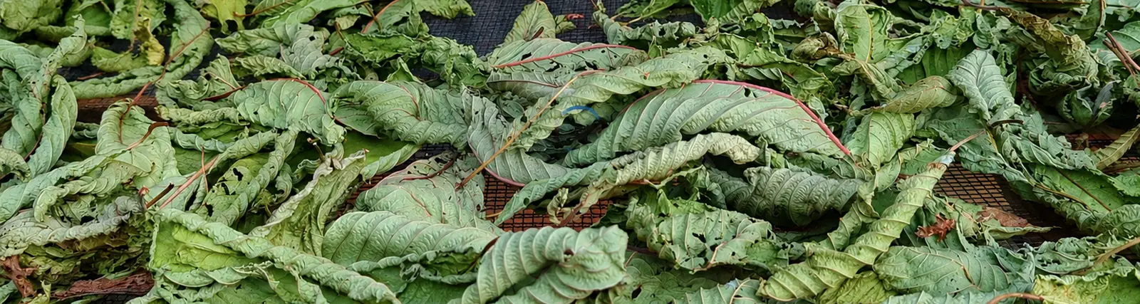 Indoor kratom drying racks in Putussibau