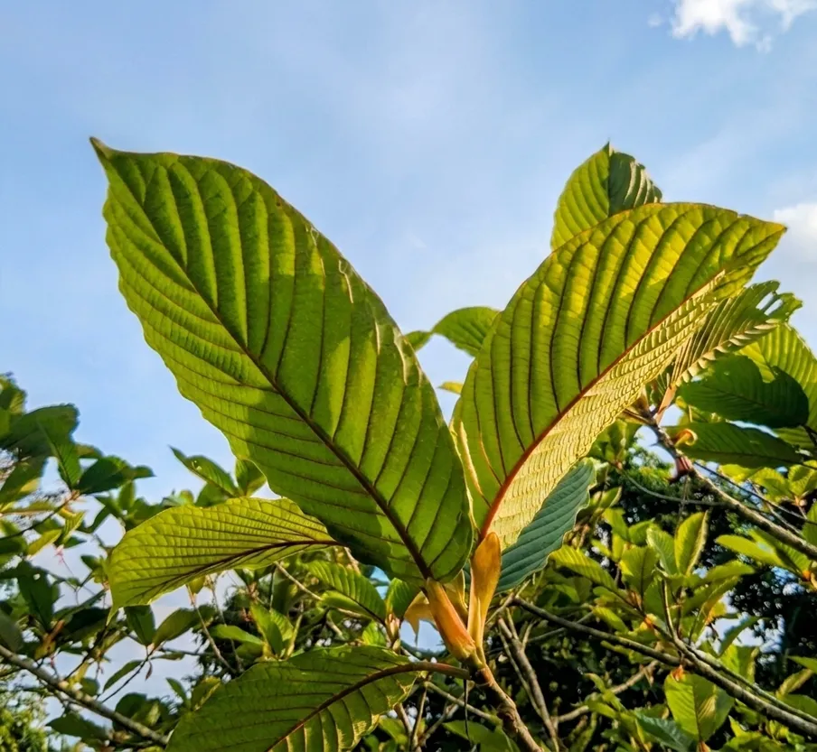 Kratom leaf -- Kapuas Hulu, West Kalimantan