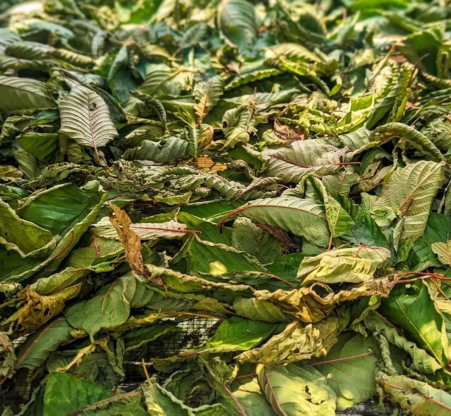 Single-origin Mitragyna speciosa leaf