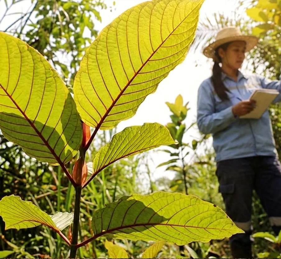 Tree planting initiative