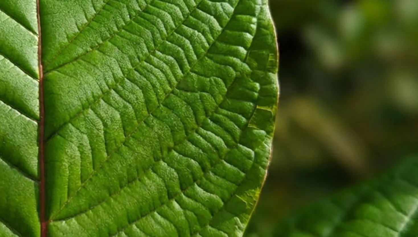 Kratom leaves being harvested in Kapuas Hulu
